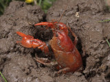 Buy Upland Burrowing Crayfish in a Burrow at AllPosters.com