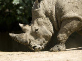White Rhino Sniffs the Dust at the Henry Doorly Zoo, Nebraska