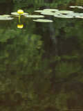 Buy Water Lily is Reflected on the Surface of Moosehead Lake, Maine at AllPosters.com
