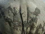 White Rhino's Muddy Rear End at the Henry Doorly Zoo in Nebraska