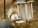 Squirrel at Bird Feeder, Lexington, Massachusetts