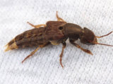 Unknown Beetle Larvae