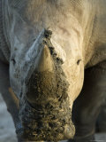 White Rhino at the Omaha Zoo, Nebraska