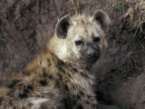 Young Spotted Hyena Pup Rests in the Shade of a River Bank