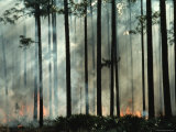 Buy Tree Trunks Wreathed in Smoke from a Forest Fire at AllPosters.com
