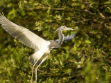 Tricolored Heron About Taking Flight, Tampa Bay, Florida