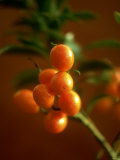 Kumquats (Fortunella Spp.) on Branch