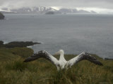 Wandering Albatross About to Fly