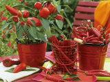 Peppers and Chili Peppers in Red Enamel Buckets