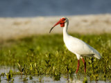 White Ibis Forages Among Mangrove Seedlings, Tampa Bay, Florida