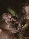 Buy Young Long-Tailed Macaque Nuzzles its Mother, Borneo at AllPosters.com