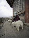 Buy Women and Lambs at the Temple of the Sun and Moon, Qinghai, China at AllPosters.com