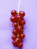 Buy Bunch of Redcurrants at AllPosters.com