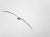 Wandering Albatross in Flight