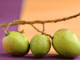 Buy Three Green Mangos on a Branch at AllPosters.com