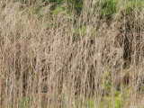 Buy Wild Grasses Grow Along the Shore Line of Lake Murray, South Carolina at AllPosters.com