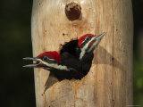 Buy Young Pileatd Woodpeckers in the Nest Await Breakfast at AllPosters.com