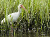 White Ibis Portrait, Tampa Bay, Florida