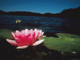 Buy Water Lily at AllPosters.com