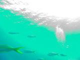 Buy Yellowtail Snapper near the Surface, Cozumel, Mexico at AllPosters.com