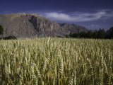 Buy Wheat Field and Mountains, Qinghai, China at AllPosters.com