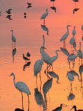 Buy Wading Birds Forage in Colorful Sunset Water, Bombay Hook, Delaware at AllPosters.com