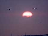 White Ibis Fly Past the Setting Sun over Tampa Bay, Florida