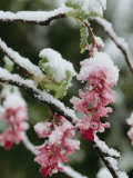 Buy Wild Currant Blossoms Encased in Snow, Oregon at AllPosters.com