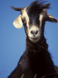 A Single Goat