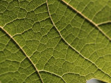 Vine Leaf