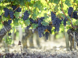 Cabernet Sauvignon Grapes