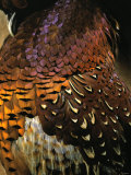 A Pheasant with Colourful Feathers
