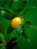 A Lemon on the Branch