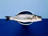 Sea Bass in a Bowl