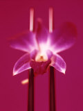 Pink Orchid (Phalaenopsis) as Table Decoration