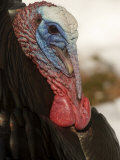 Wild Turkey in the Woods, Lexington, Massachusetts