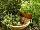 Various Types of Sage