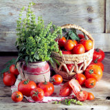 Buy Still Life with Tomatoes and Flowering Basil in a Vase at AllPosters.com