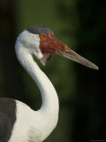 Wattled Crane, Baraboo, Wisconsin