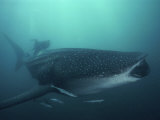 Whale Shark, 35 ft Long and Surrounded by Pilot Fish, Cruises for Krill with Open Mouth, Australia
