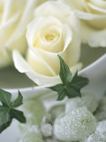 White Roses in a Bowl