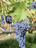 Nebbiolo Grapes, Tuscany, Italy