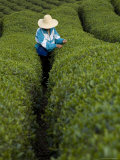 Buy Woman Wearing Straw Hat Harvesting Tea Leaves in Shennongjia, China at AllPosters.com
