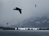 Wandering Albatross in Flight over South Georgia