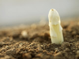 Buy A White Asparagus Tip at AllPosters.com