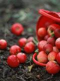 Red Apples Falling out of a Red Basket