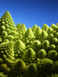 Close up of Romanesco
