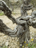 Buy Wide-Angle View of a Old Bare Twisted Grapevine in Winter, France at AllPosters.com