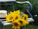 Sunflowers on a Garden Chair