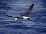 Yellow Nosed Albatross in Flight Gliding over the Ocean Surface, Australia